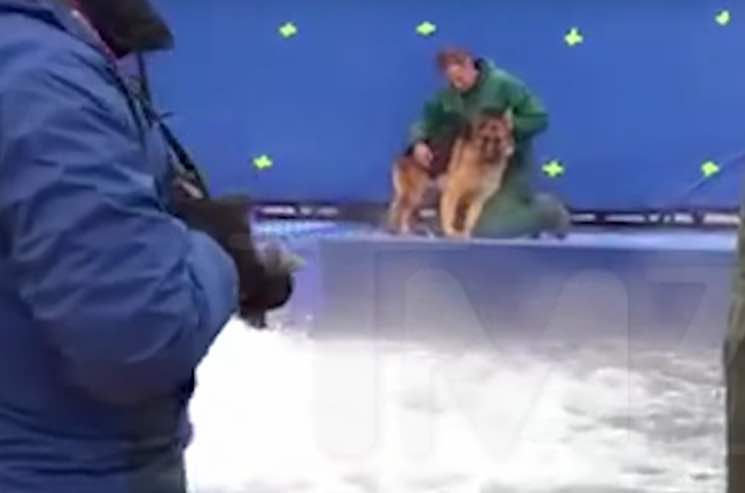 A Dog's Purpose' Accused of Animal Abuse on Film Set | Exclaim!