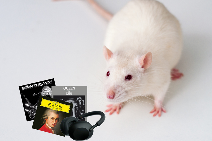 Les rats peuvent garder le rythme des chansons de Mozart, Queen et Lady Gaga, selon une nouvelle étude
