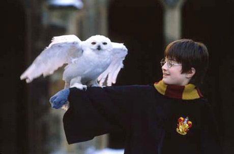 Pics Of Harry Potter And The Philosopher. Harry Potter and the