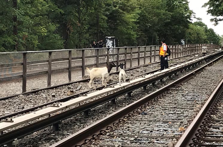 Jon Stewart Helped Rescue Two Goats from New York Subway Tracks 