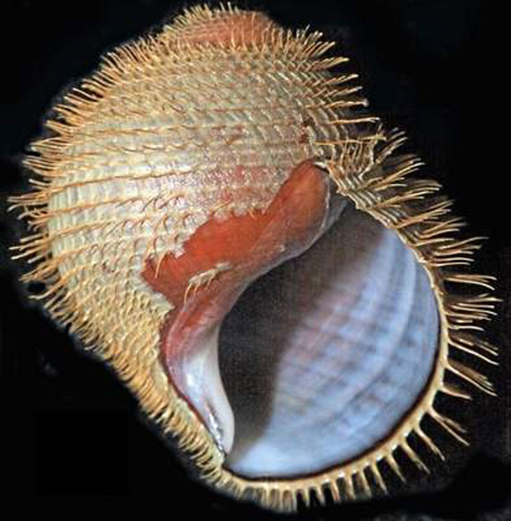 New Species of Snail Named After Joe Strummer 