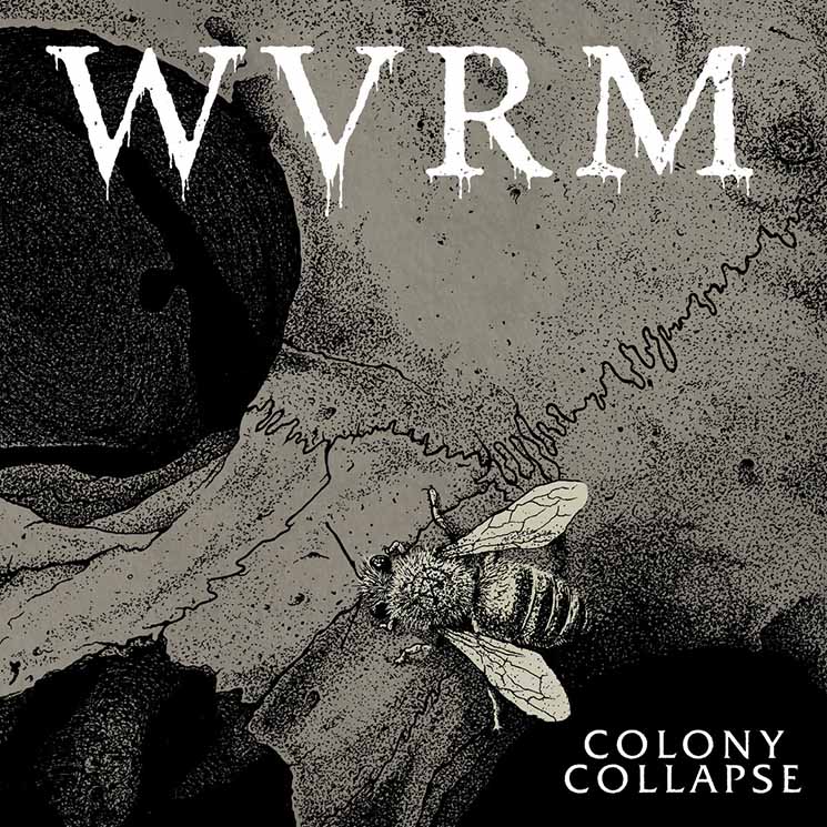 WVRM Colony Collapse