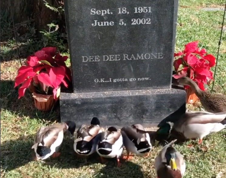 Dee Dee Ramone's Gravesite Is Now a Feeding Ground for a Flock of Punk Ducks  