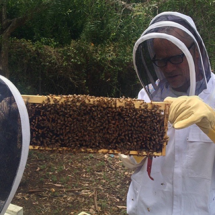 Flea Takes Up Beekeeping 