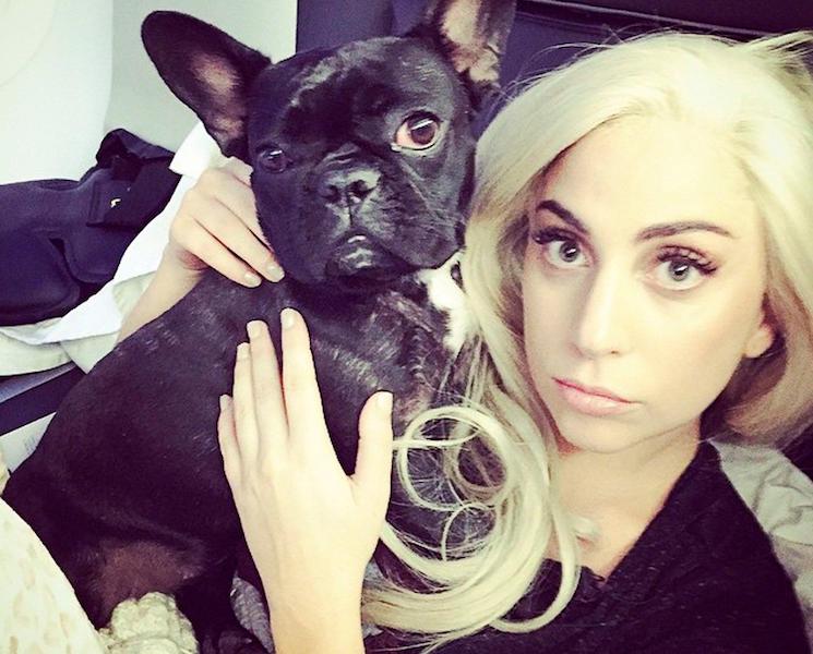 Arrests Finally Made in Lady Gaga Dognapping Case 