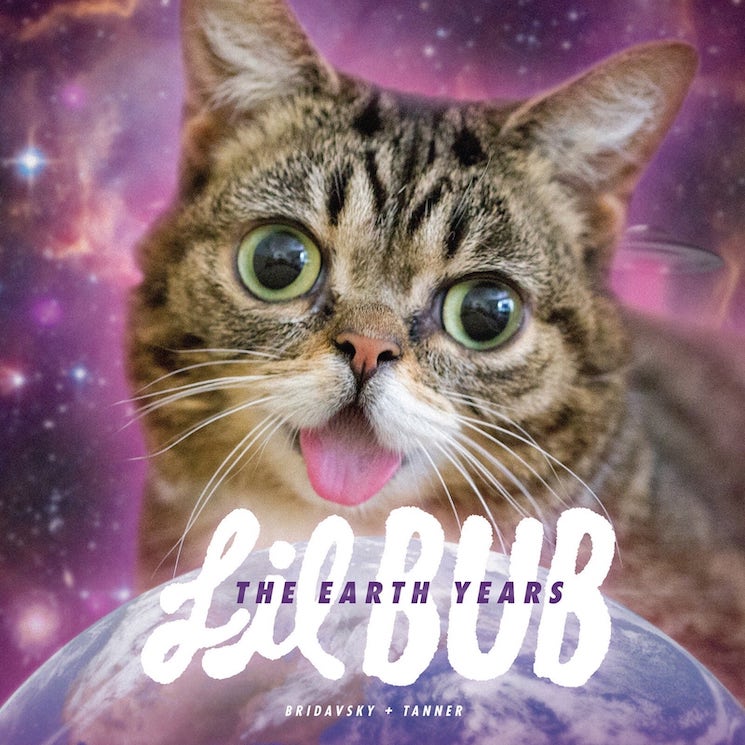 Late Internet Cat Lil BUB Gets Steve Albini, Andrew W.K., Kimya Dawson, El-P for New Book 